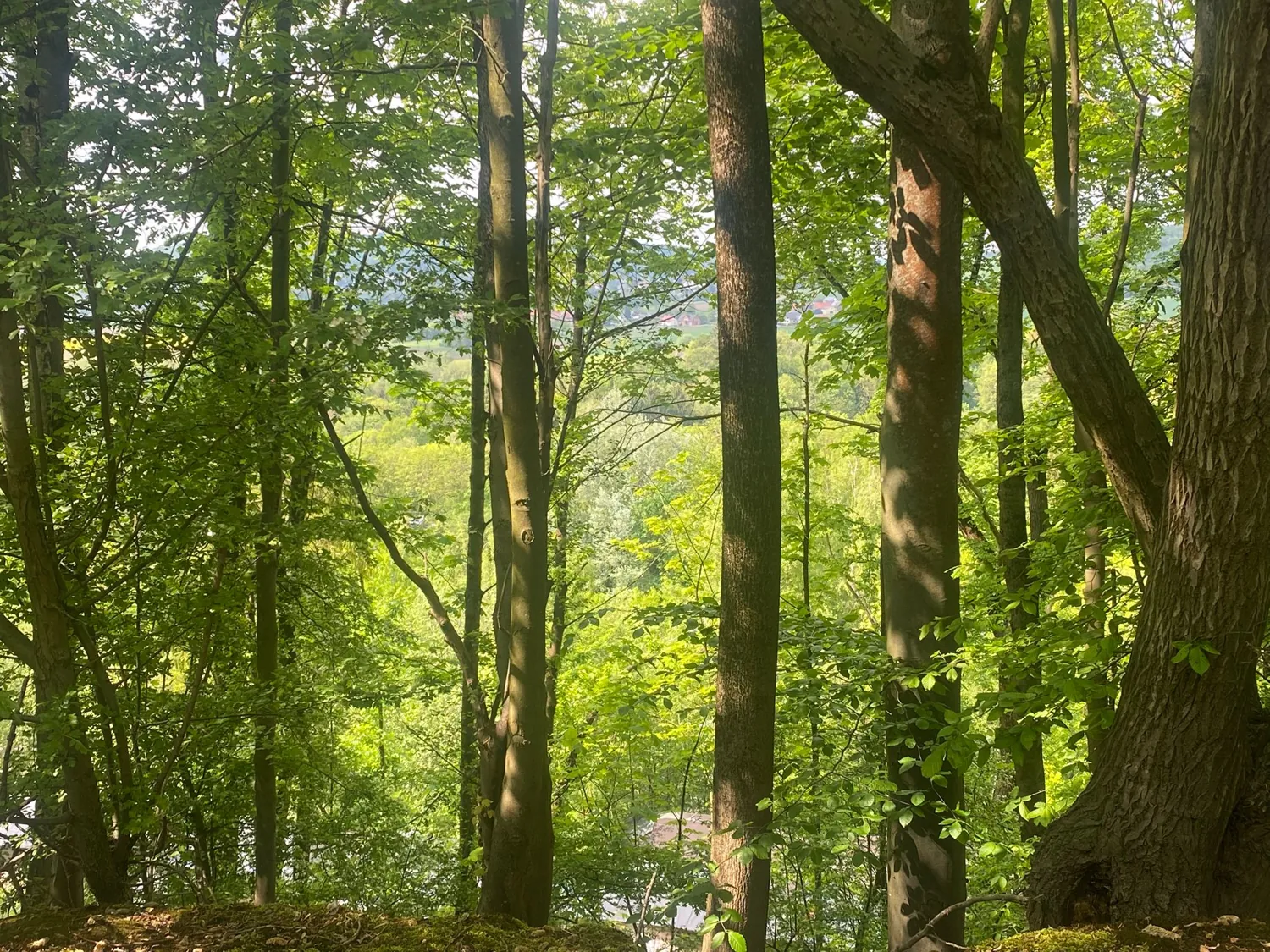 Waldweg mit dichtem Grün zum Gelände